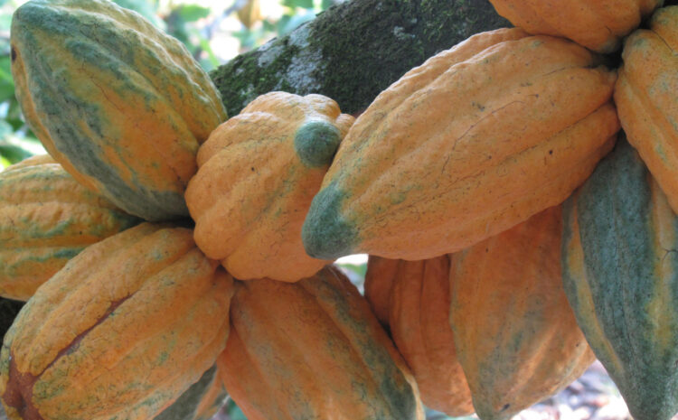 Cabosses sur cacaoyer (Archives des Cacao - CNRA)